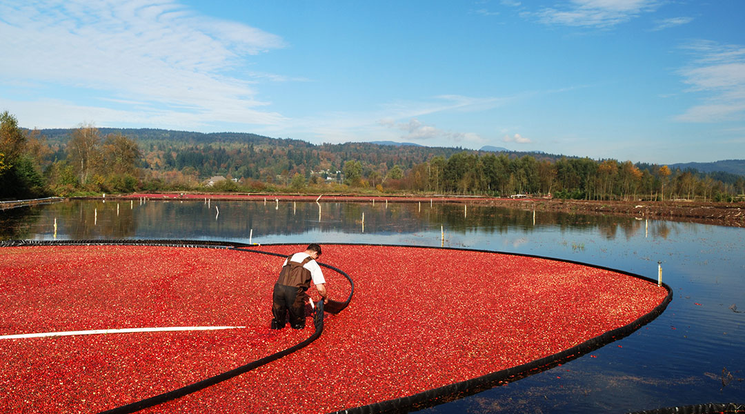 EC-cranberries-1080x600.jpg